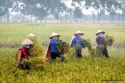 Bo anh dong que Bac bo anh 16