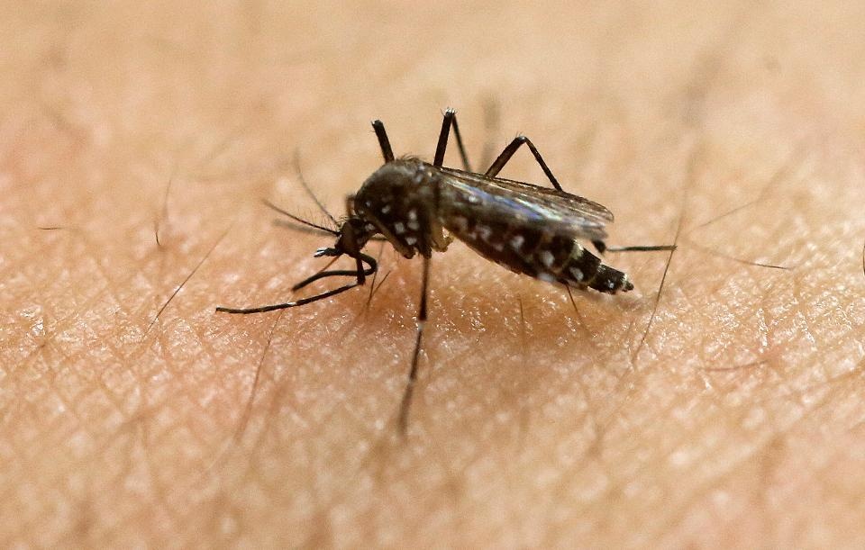 Biến chứng nguy hiểm của virus Zika ảnh 1 Bien chung nguy hiem cua virus Zika anh 1