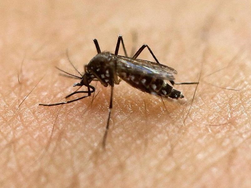Nhung bien chung nguy hiem cua virus Zika hinh anh
