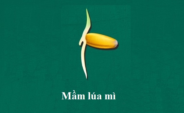 doi bung nen an gi anh 3