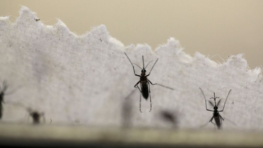 Điều trị virus Zika được thử nghiệm ở người ảnh 1 Dieu tri virus Zika duoc thu nghiem o nguoi anh 1