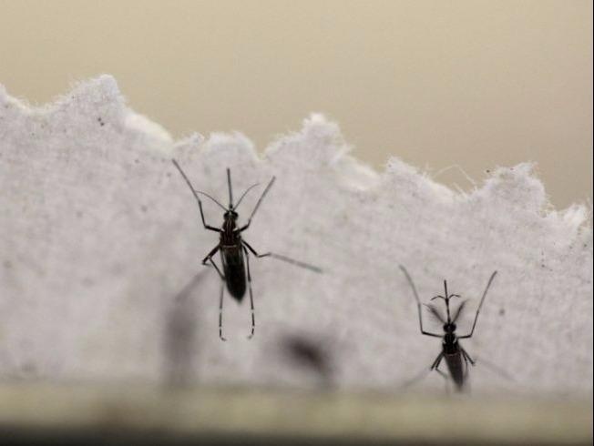 Sap thu nghiem dieu tri virus Zika tren nguoi hinh anh