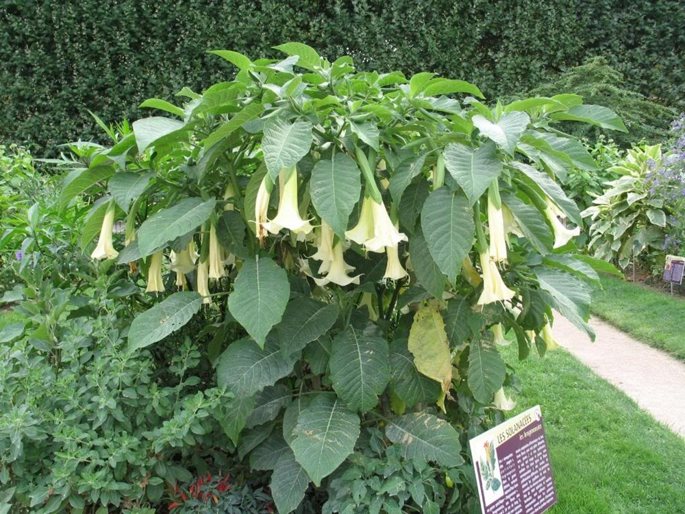 Cac loai cay co doc trong truong hoc anh 1