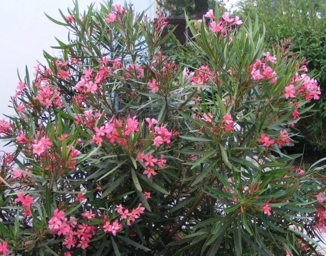 Cac loai cay co doc trong truong hoc anh 2