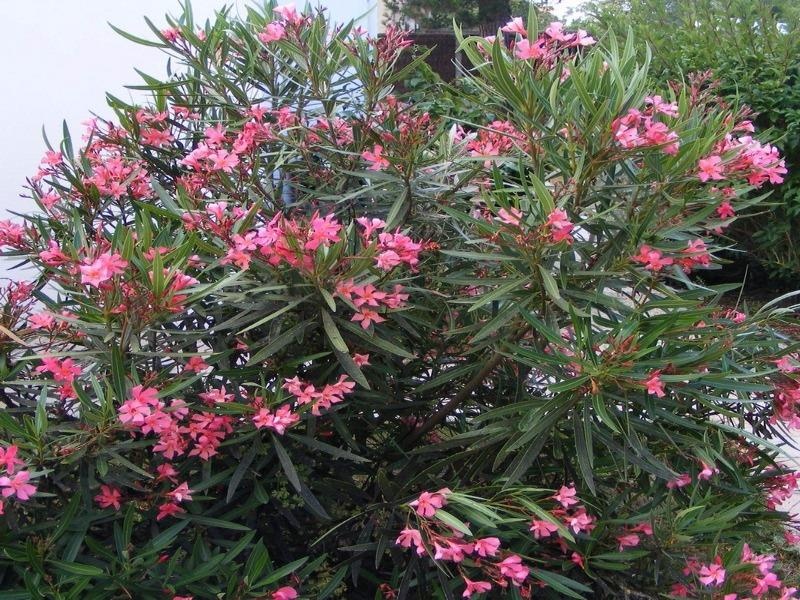 Bo Y te yeu cau chat nhieu loai cay co doc trong truong hoc hinh anh