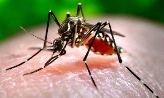 Hôn môi không lây virus Zika ảnh 1 Hon moi khong lay virus Zika anh 1