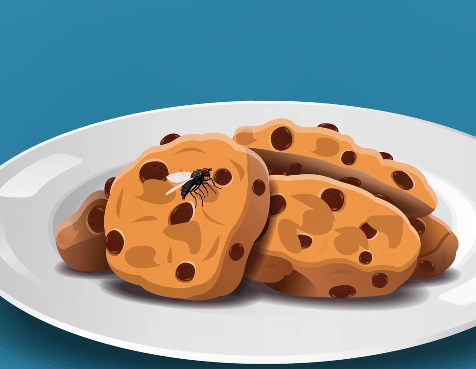 Dieu gi xay ra khi ruoi bam vao thuc an? hinh anh