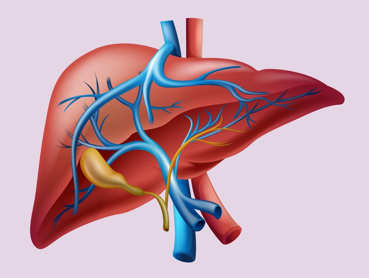 5 dieu thu vi ve gan co the ban chua biet hinh anh