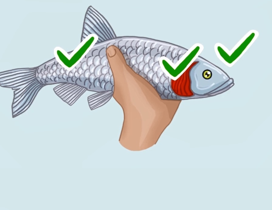 Cach chon ca tuoi ngon ba noi tro nen biet hinh anh