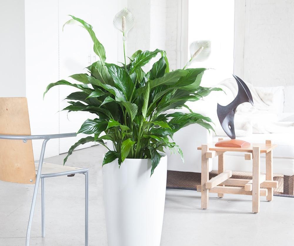 Cach lam sach khong khi trong nha hinh anh