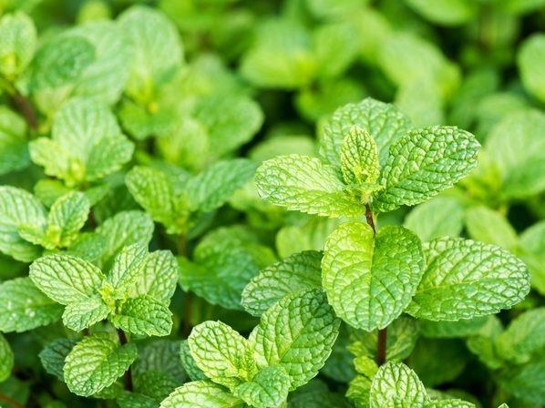 5 loai thao moc tieu dom, lam sach phoi tu nhien hinh anh