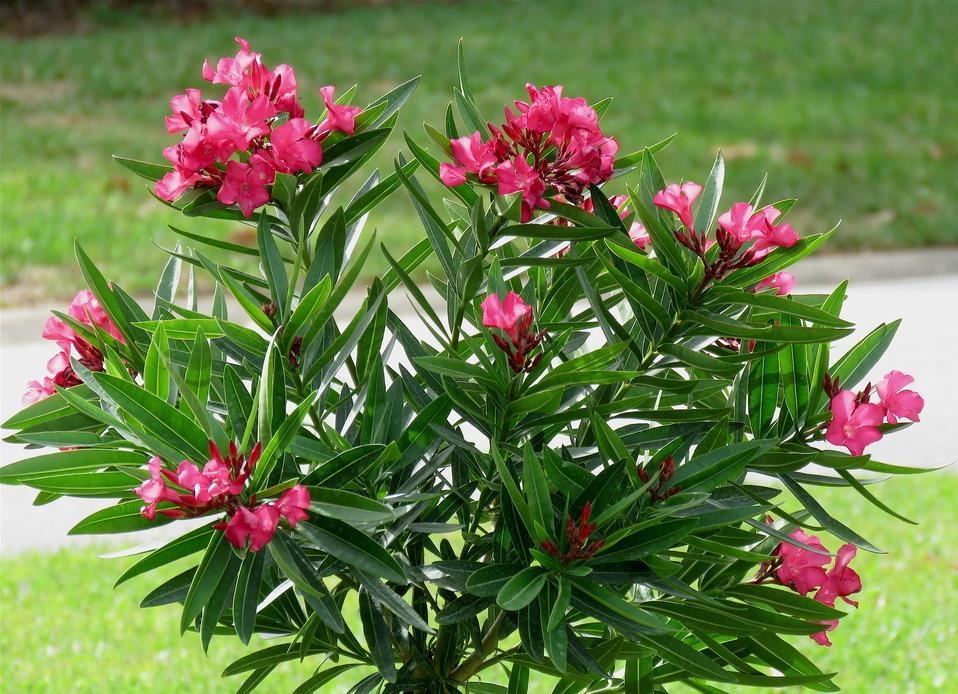 7 loai cay canh dep nhung doc hai ban nen tranh xa hinh anh