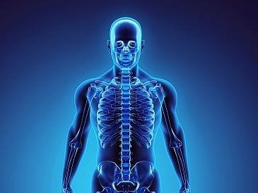 Te bao goc trong xuong nguoi co the tu lam moi hinh anh