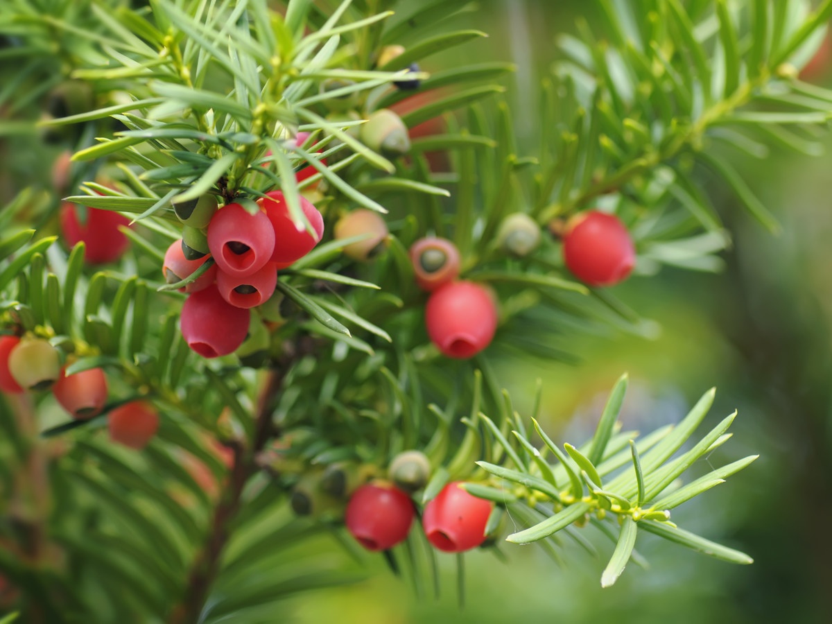 Phuong phap lay doc tri doc anh 5