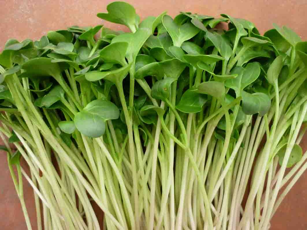 5 loai thuc pham khong nen an song hinh anh