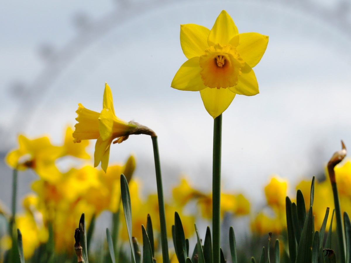 Thuc pham gay ngo doc anh 4