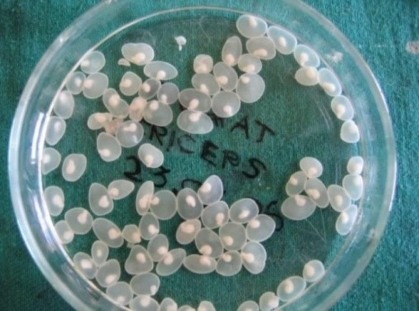 Dau hieu nhiem san lon anh 6