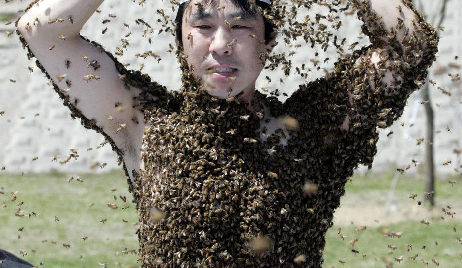 Dieu gi xay ra voi co the khi bi 1.000 con ong dot cung luc? hinh anh