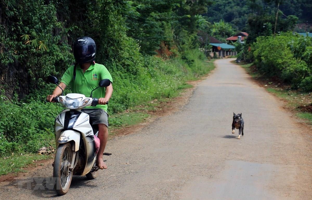 Thêm một trường hợp tử vong vì bệnh dại ảnh 1 Them mot truong hop tu vong vi benh dai anh 1