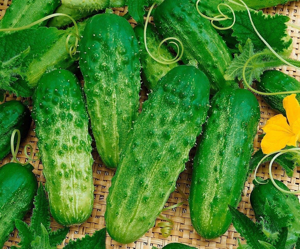 Trai cay giai nhiet anh 2