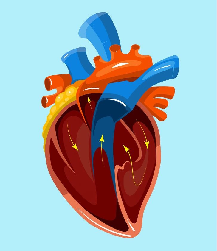 Su that ve co quan trong co the anh 2