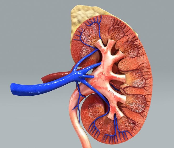 Su that ve co quan trong co the anh 5