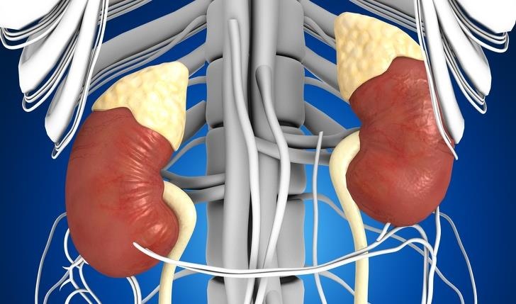 Su that thu vi ve cac co quan trong co the hinh anh