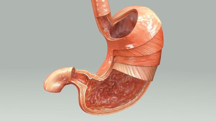 Su that ve co quan trong co the anh 9