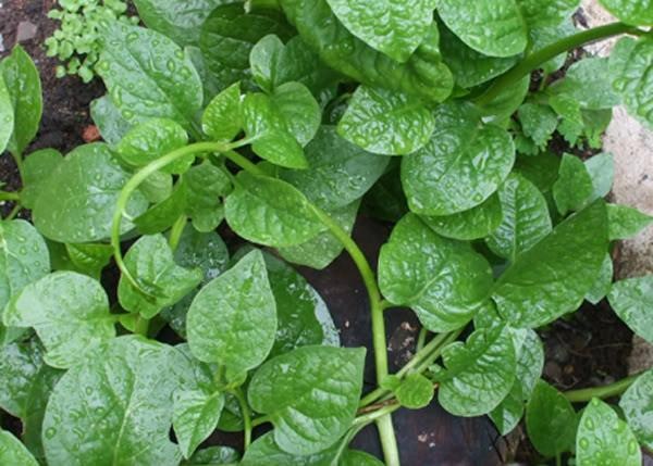 Chua benh 'phong the' nam gioi bang rau mong toi hinh anh