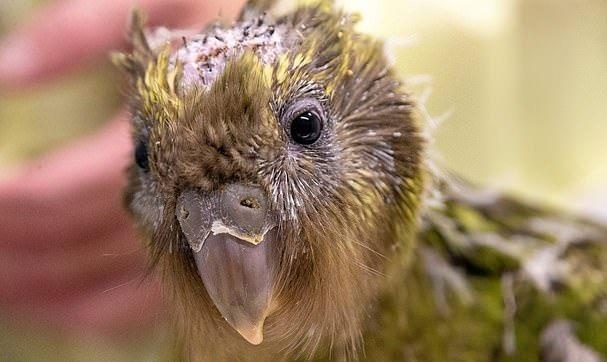 Ca phau thuat nao cho vet dau tien tren the gioi hinh anh