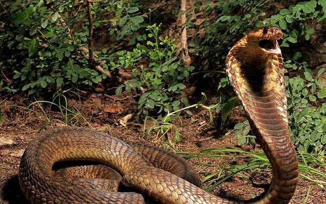 Loài rắn cắn chết nữ hoàng Cleopatra ảnh 8 Loai ran can chet nu hoang Cleopatra anh 8