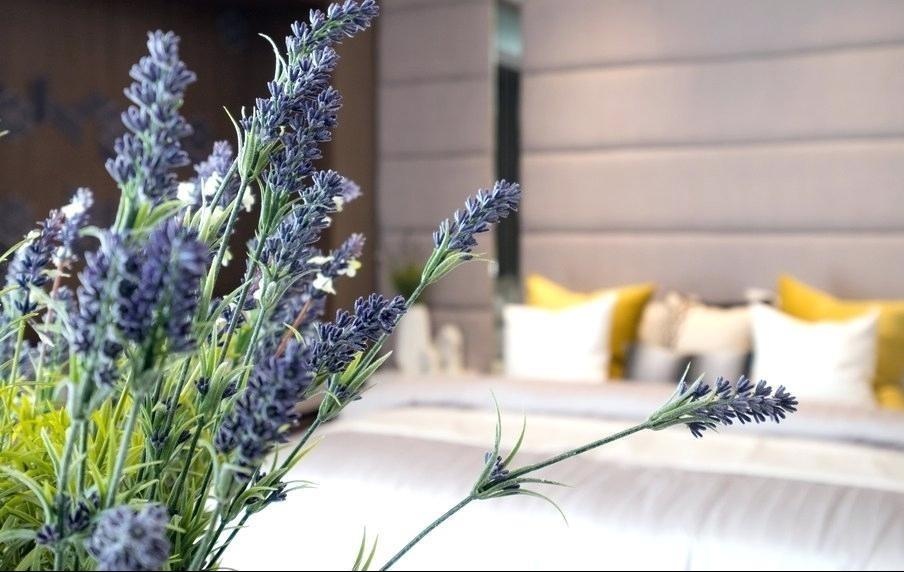 6 loai cay dat trong phong giup ban ngu ngon hon hinh anh