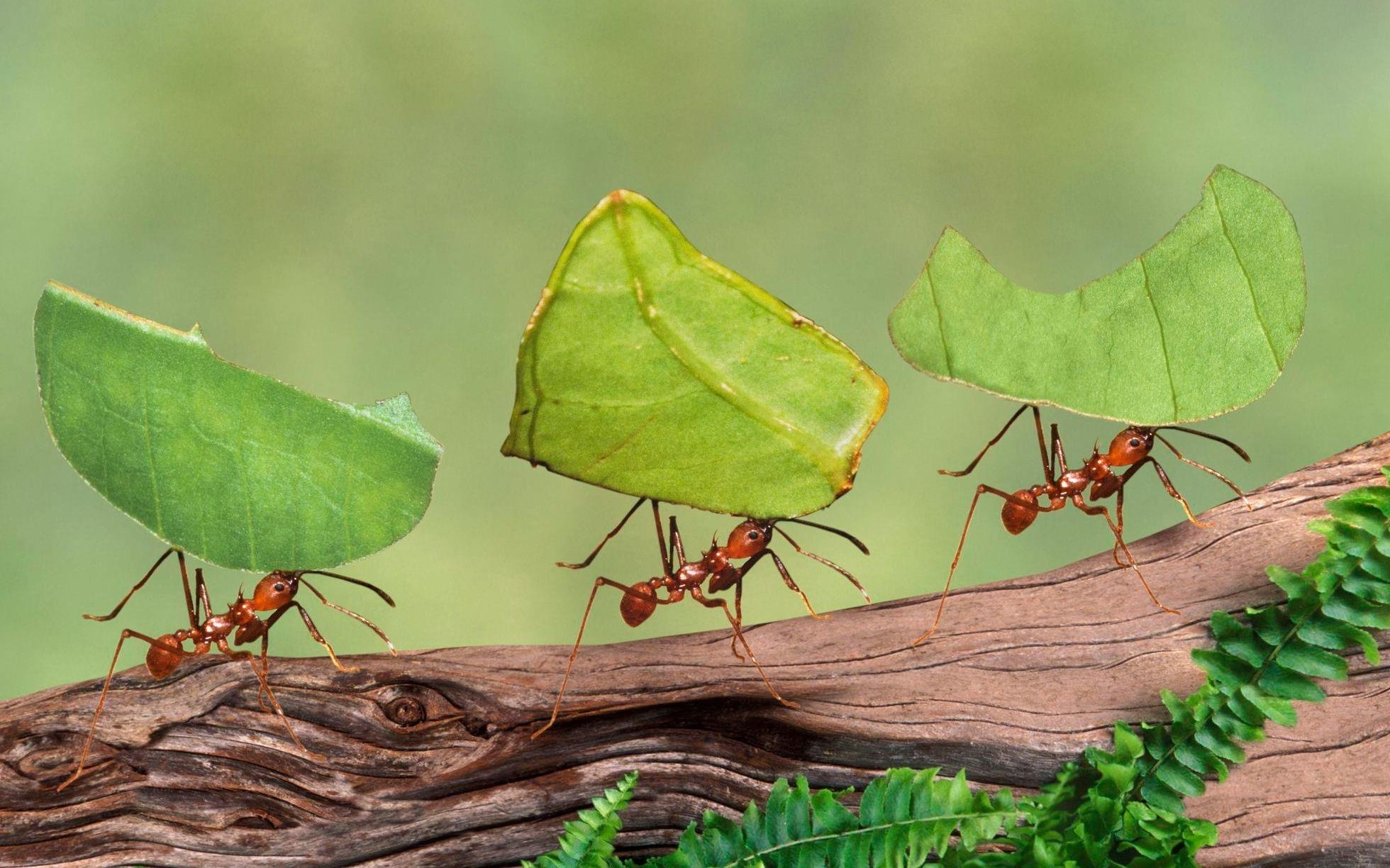 Tai sao loai kien luon di chuyen theo duong thang? hinh anh