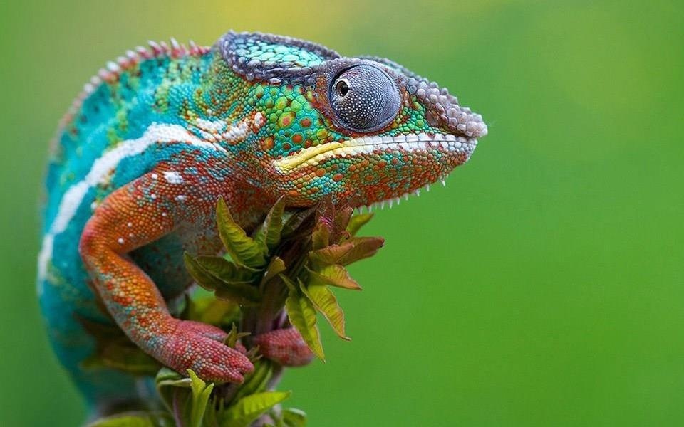 Tai sao tac ke hoa co the doi mau sac? hinh anh