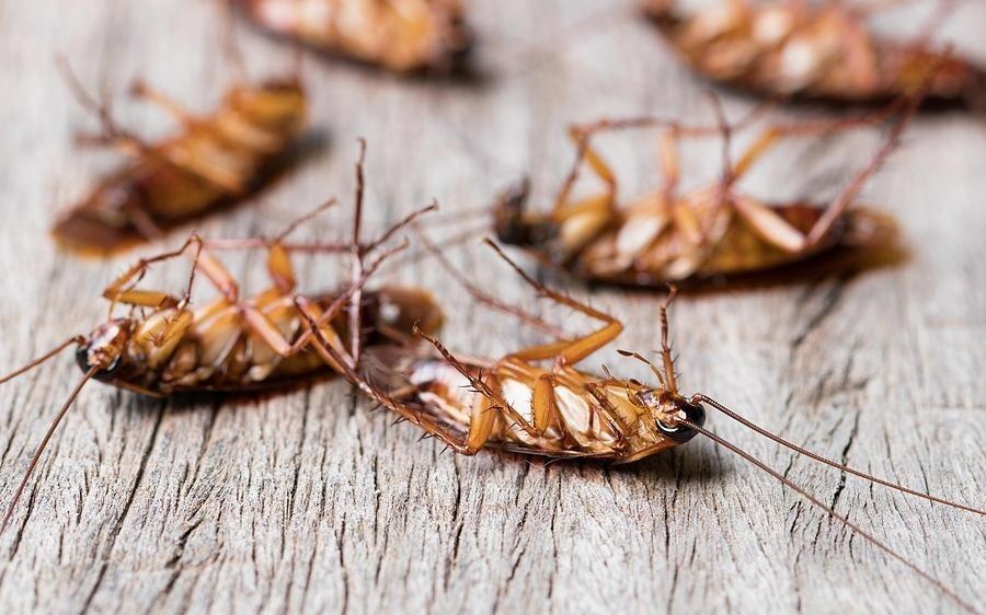 Su that thu vi ve kha nang song sot cua loai gian hinh anh