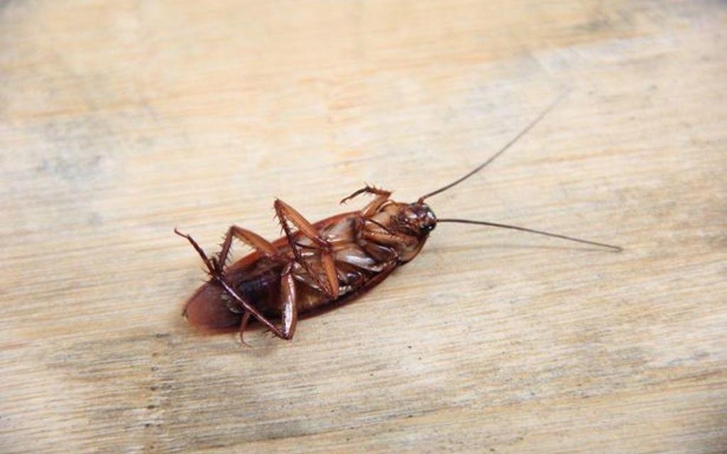 Nam thanh nien bi gian chui vao tai luc ngu say hinh anh