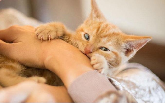 Bi meo cao, nguoi phu nu suyt mat mang hinh anh