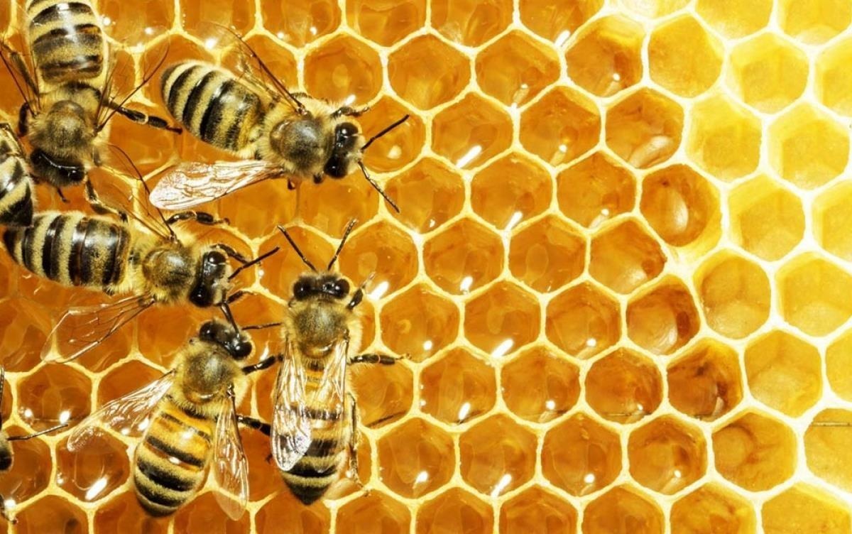 Tai sao to ong lai co hinh luc giac? hinh anh