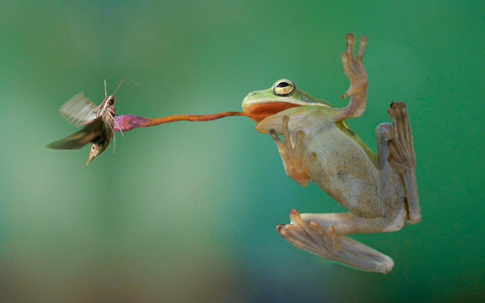 Vu khi san moi an tuong cua loai ech hinh anh