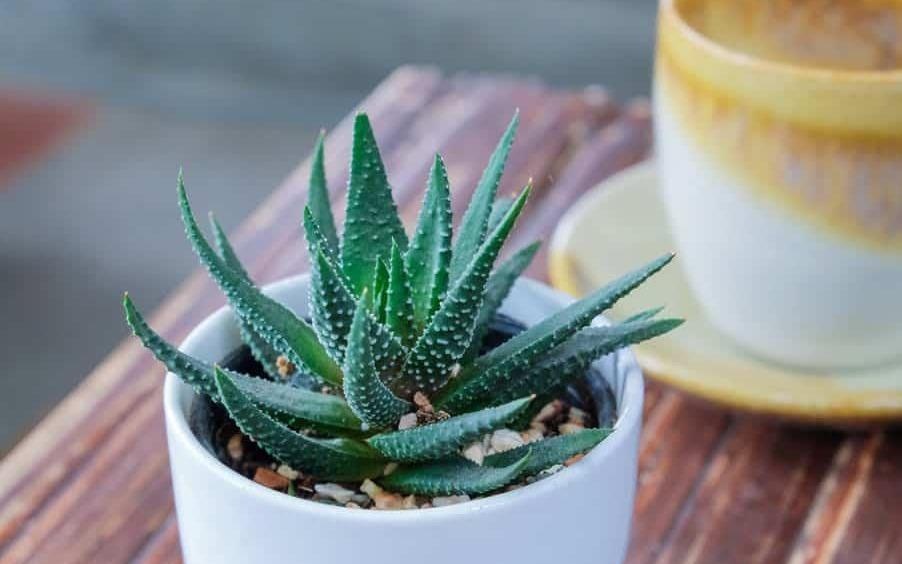 5 loai cay thanh loc khong khi nen dat trong nha hinh anh