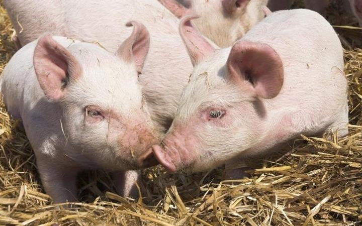 Tim lon co the dung de cay ghep cho nguoi hinh anh