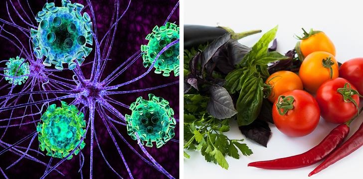 Tac hai khi an nhieu ca chua anh 7