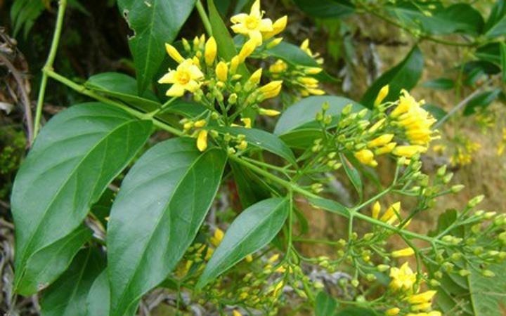 Noi dau mang ten la ngon o Dien Bien hinh anh