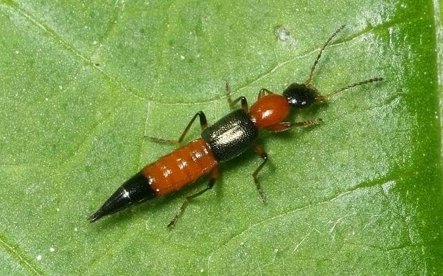 Canh bao vao mua kien ba khoang o Ha Noi, TP.HCM hinh anh