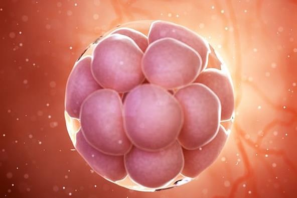 Tao ra phoi thai khong can trung, tinh trung? hinh anh