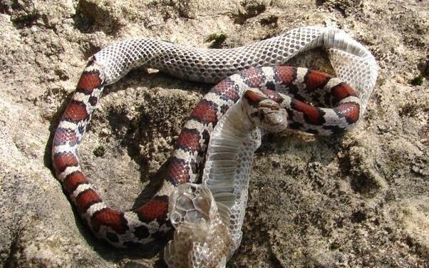 Tai sao loai ran lot xac nhieu lan trong doi? hinh anh