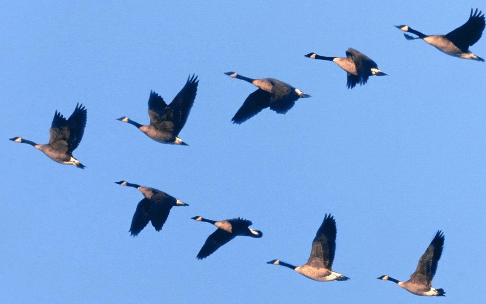 Tai sao dan chim bay theo hinh chu V? hinh anh