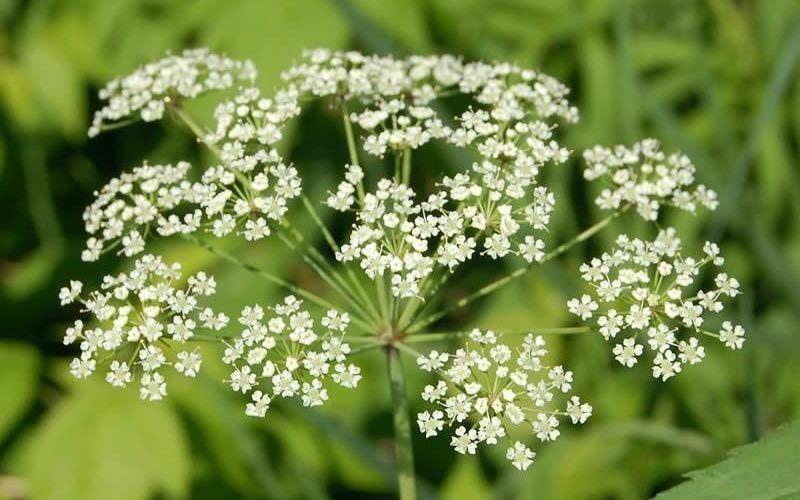 Cac loai cay doc nhat tren the gioi hinh anh