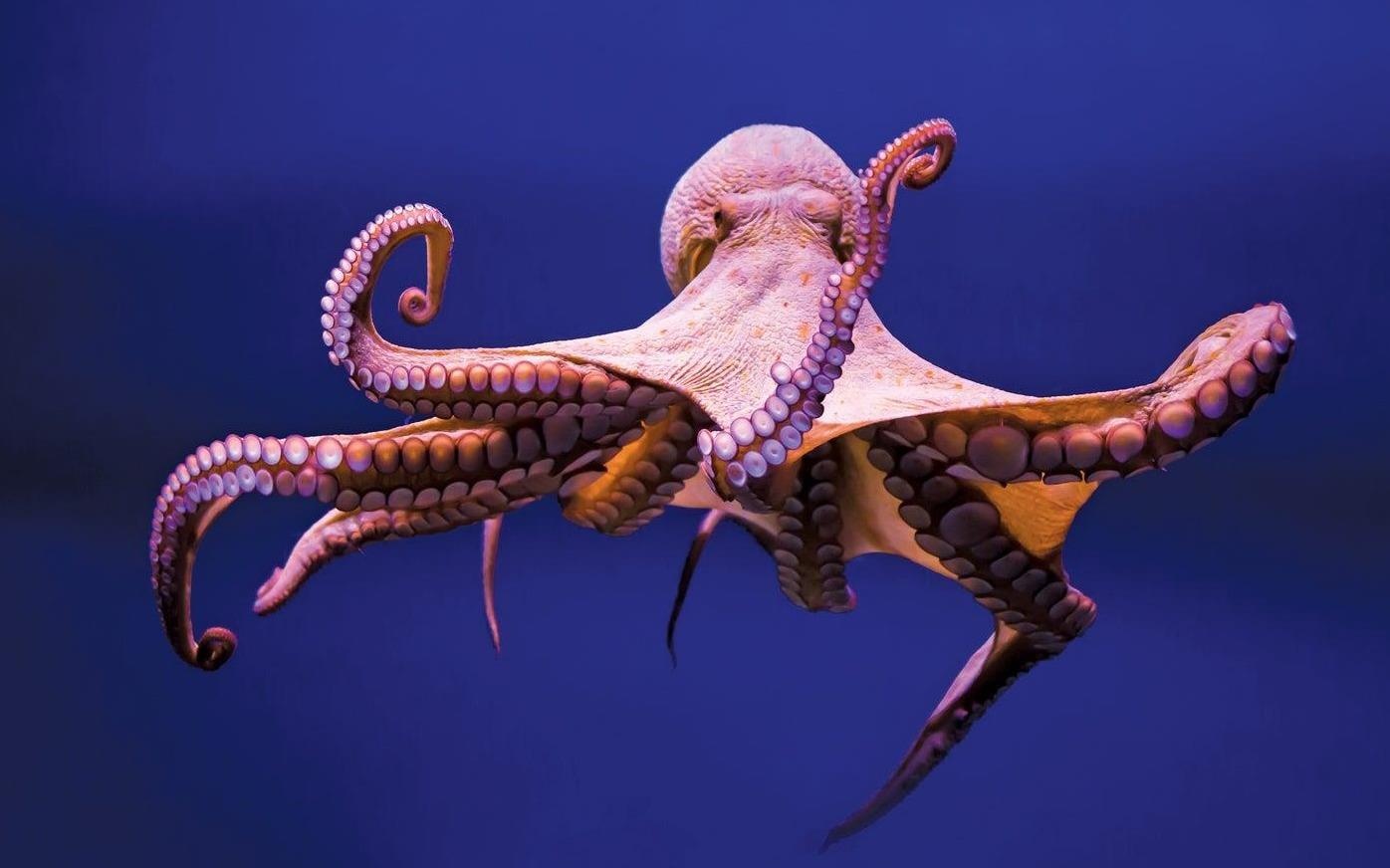 Bach tuoc co 9 bo nao? hinh anh