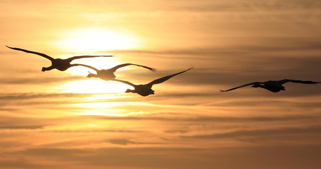 Tai sao loai chim di cu luon bay dung huong? hinh anh